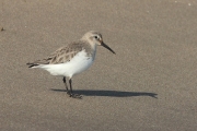 Territ variant. Calidris alpina