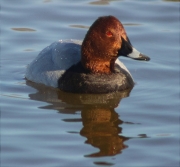 Mascle de Morell de cap-roig (Aythya ferina)