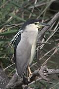 Martinet de nit (Nycticorax nycticorax)