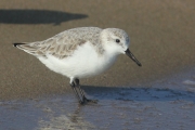 Territ de tres dits. Calidris alba