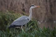 Bernat pescaire (Ardea cinerea)