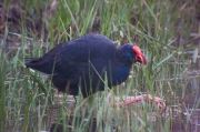 Polla blava (Porphyrio porphyrio)