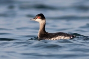 Cabussó collnegre. Podiceps nigricollis