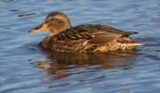 Femella d'Ànec collverd (Anas platyrhynchos)