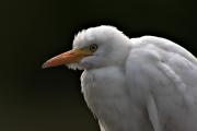 Esplugabous (Bulbucus ibis)