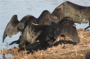 Corb marí gros (Phalacrocorax carbo)