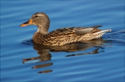 Femella d'Ànec collverd (Anas platyrhynchos)