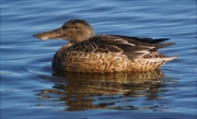 Femella d'Ànec cullerot (Anas clypeata)