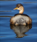 Cabusset (Tachybaptus ruficollis)