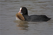 Fotja vulgar (Fulica atra)