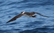 Baldriga capnegra (Puffinus gravis)