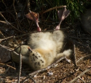 Pollets i pollastres 3 (Larus michahellis)