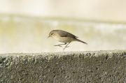 Mosquitero común