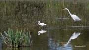 Visitants estivals del PNAE: Agró Blanc i Martinet Blanc