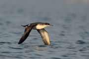 baldriga mediterrània. Puffinus yelkouan