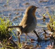 Pit roig (Erithacus rubecola)