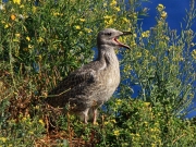 Pollets i pollastres 1 (Larus michahellis)