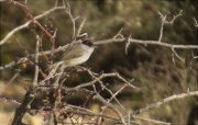 Mascle de Tallarol de casquet (Sylvia atricapilla)