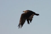 Àguila pescadora. Pandiom haliaetus