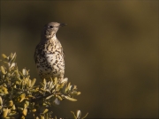 Griva (Turdus viscivorus)