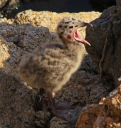 Pollets i pollastres 6 (Larus michahellis)