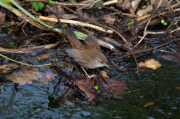 Cetia ruiseñor   (Cettia cetti)