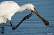 Becplaner (Platalea leucorodia)