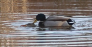 Còpula d'Ànec collverd (Anas platyrhynchos)