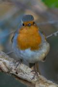Pit roig (Erithacus rubecula)
