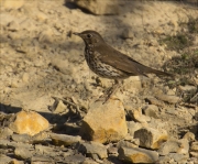 Tord comú (Turdus philomelos)