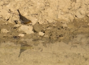 Pit roig (Erithacus rubecola)