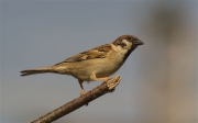 Pardal xarrec (Passer montanus)