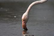 Flamec (Phoenicopterus roseus)