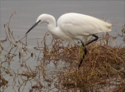 Martinet blanc (Egretta garzetta)