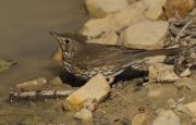 Tord comú (Turdus philomelos)