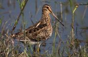 Becadell (Gallinago gallinago)