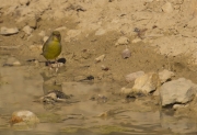 Mascle de Verdum (Carduelis chloris)