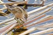 Visitants molt  poc frequents al PNAE: Rascletó