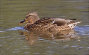 Femella d'Ànec collverd (Anas platyrhynchos)