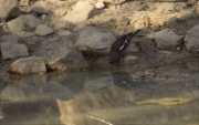 Mascle de Pinsà comú (Fringilla coelebs)