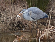 Bernat pescaire (Ardea cinerea)