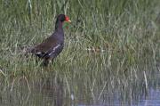 Polla d'aigua (Gallinuga chloropus)