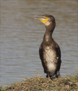 Corb marí gros (Phalacrocorax carbo)