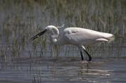 Martinet blanc ( Egretta garzetta)