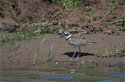 Corriol petit (Charadrius dubius)