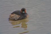 Cabusset (Tachybaptus ruficollis)