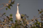 Martinet blanc(Egretta garzetta),