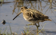 Becadell comú (Gallinago gallinago)