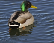 Mascle d'Ànec collverd (Anas platyrhynchos)