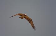 Àguila pescadora (Pandion haliaetus)